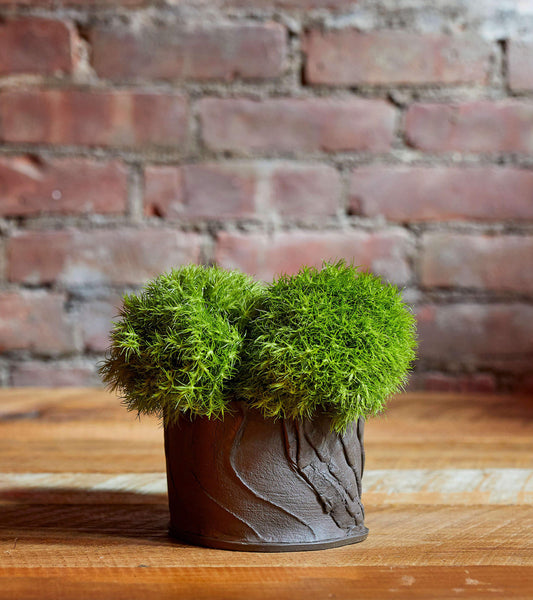 Bark Planter