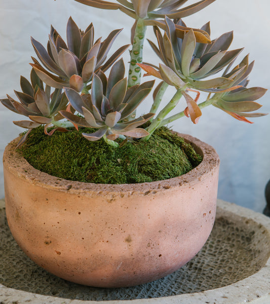 Deep Bowl Planter