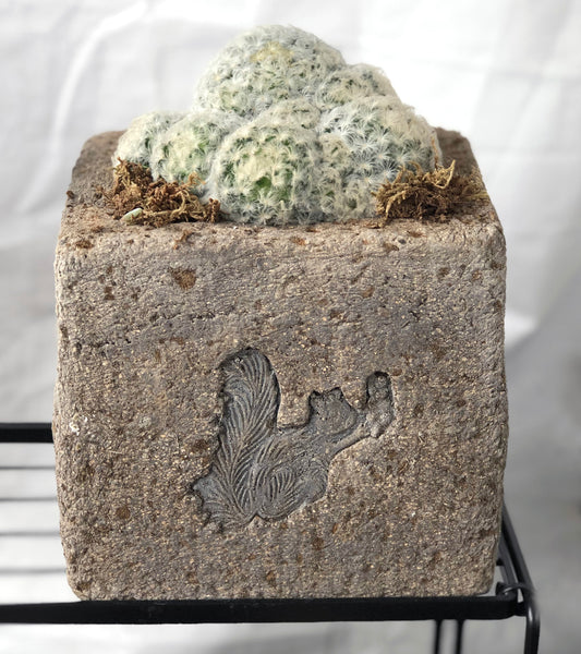 Vintage Squirrel Square Trough