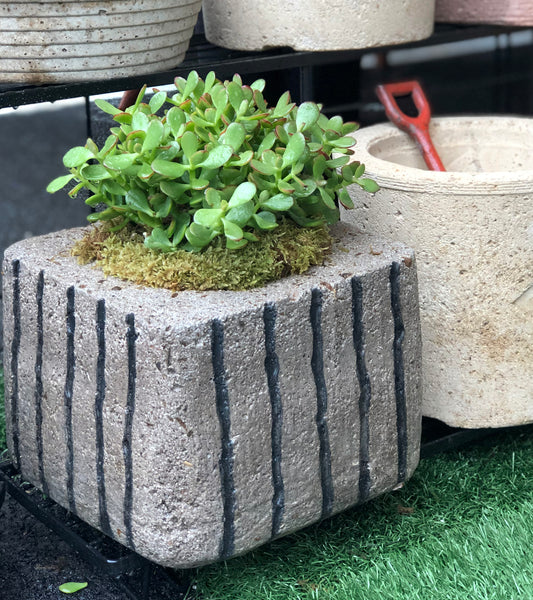 Black Striped Trough