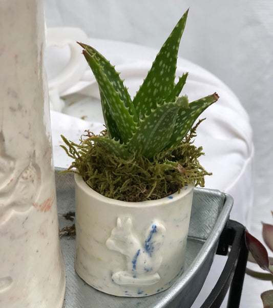 Squirrel Micro Planter / Confetti