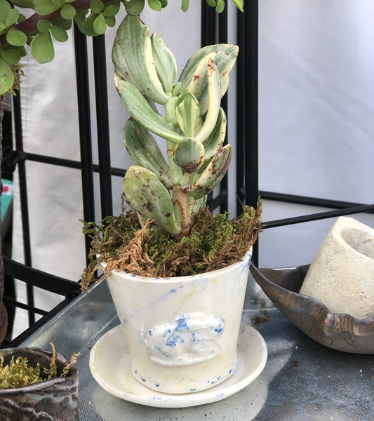 Rabbit Mini Planter & Saucer / Confetti