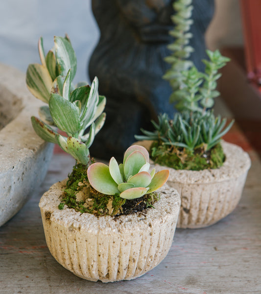 Petite Scalloped Planter
