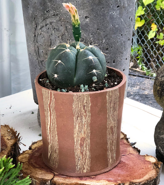Faux Bois Stripe Vessel